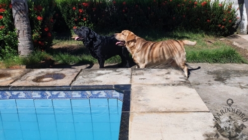 ORIUNDO DO CANIL MARINHEIRO LABS